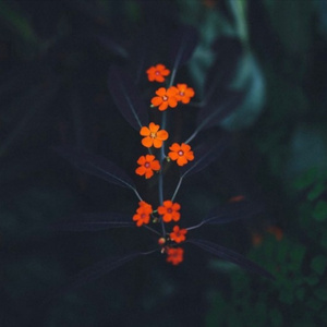 另类欧美视频二区
